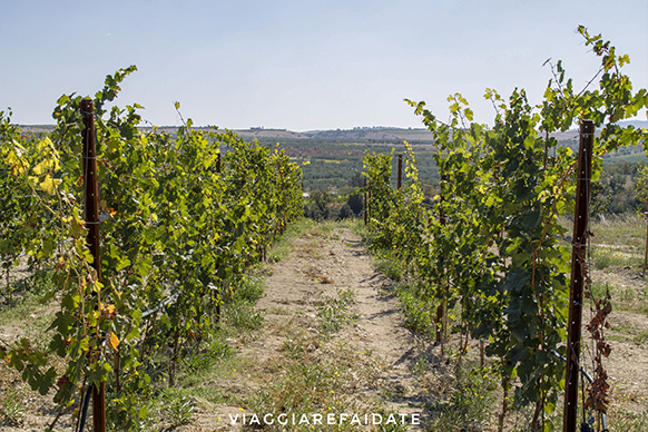 cefalicchio vino